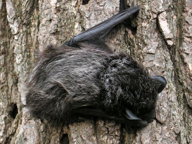 A Silver-haired Bat (Lasionycteris noctivagans) found roosting in the Ramble of Central Park on April 7th.